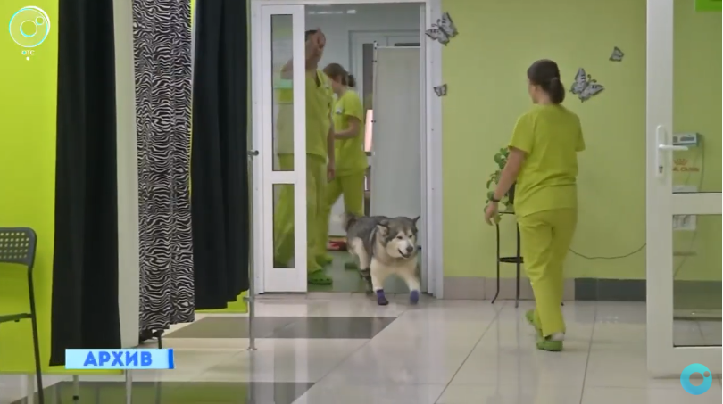Фото В ветклинике Новосибирска нашли работу собаке-инвалиду 2